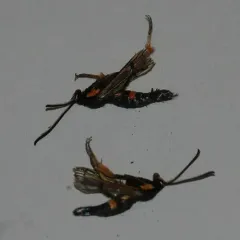 Synanthedon fulvipes thumbnail 2