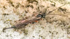 Tromatobia ovivora thumbnail 2