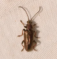 Little reed beetle thumbnail 2