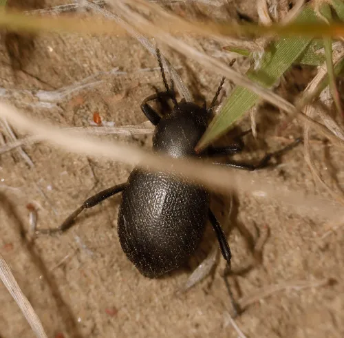 Eleodes granulata