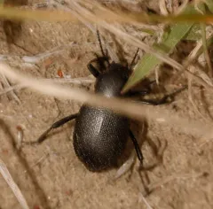 Eleodes granulata thumbnail 1