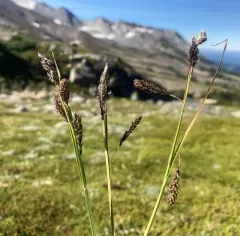 showy sedge thumbnail 2