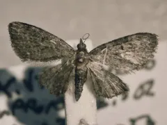 Fletcher's Pug Moth thumbnail 3