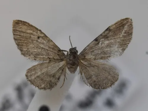 Satyr Pug Moth
