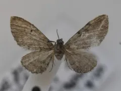 Satyr Pug Moth thumbnail 1