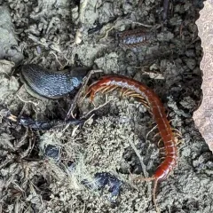 Eastern Red Centipede thumbnail 2