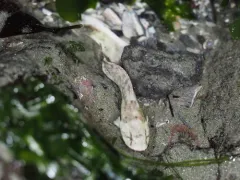Spotted Snailfish thumbnail 2