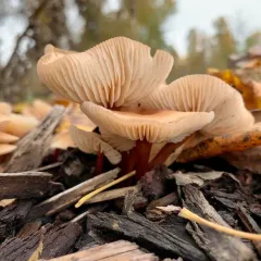 Red-stemmed Gymnopus thumbnail 4