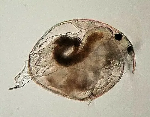 Chydorus brevilabris