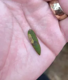 Labrador Tea Leaf Miner thumbnail 2