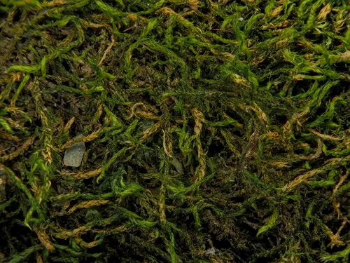 Lescuraea saxicola