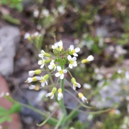 mouse-ear cress