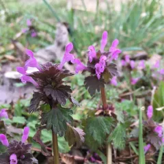 cutleaf deadnettle thumbnail 2