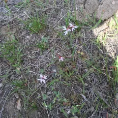 Bulbous woodland star thumbnail 4