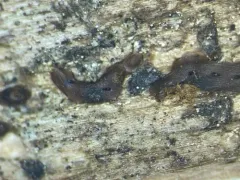 Enteridium liceoides thumbnail 2
