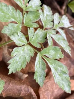 Umbellifer Powdery Mildew thumbnail 3