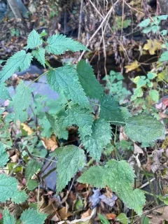 Nettle Powdery Mildew thumbnail 2