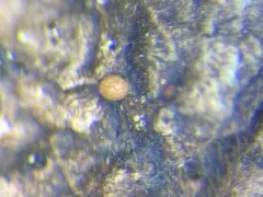 Ophiotheca chrysosperma thumbnail 2