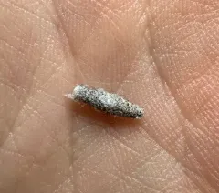 Case-bearing Clothes Moth thumbnail 3