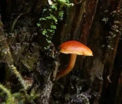 Common Rustgill thumbnail 2