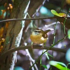 Carolina Wren thumbnail 4