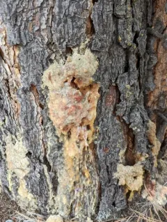 Sequoia Pitch Moth thumbnail 4