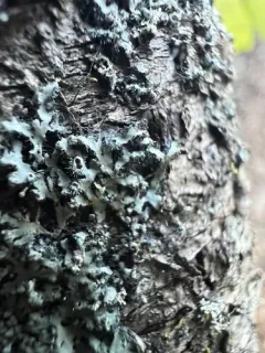 Phaeophyscia hirtella thumbnail 4