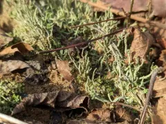 Wand Lichen thumbnail 3