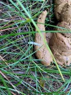 Flea tapeworm thumbnail 4