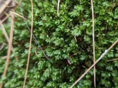 Goose Egg Moss thumbnail 3