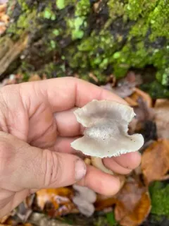 Cuphophyllus canescens thumbnail 3