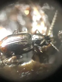 Bembidion connivens thumbnail 1