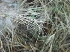 Oldfield Three-awn thumbnail 3