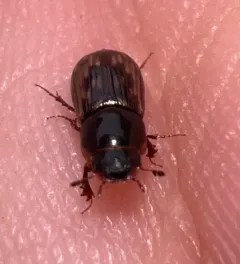 Pardalosus pardalis thumbnail 2