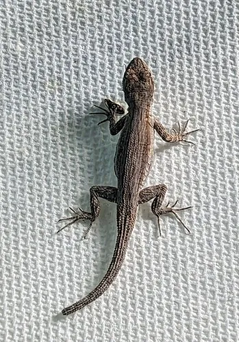 Ornate Tree Lizard