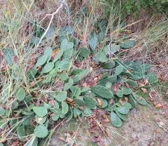 low pricklypear thumbnail 2