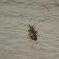 Centrocoris volxemi thumbnail 3