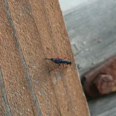 Pimpla sanguinipes thumbnail 3