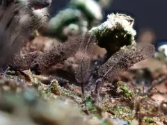 Stemonitis mussooriensis thumbnail 2