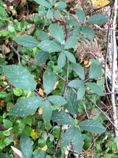 elmleaf blackberry thumbnail 3