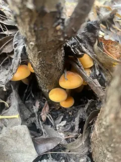 Flammulina rossica thumbnail 3