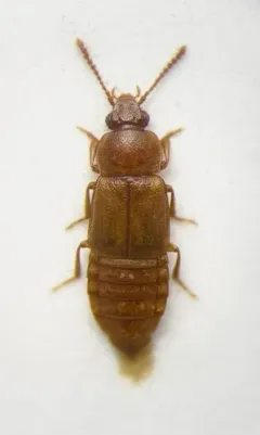 Phyllodrepa punctiventris thumbnail 2