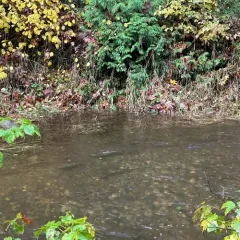 Chum Salmon thumbnail 4