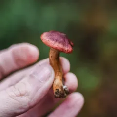 Cortinarius smithii thumbnail 4