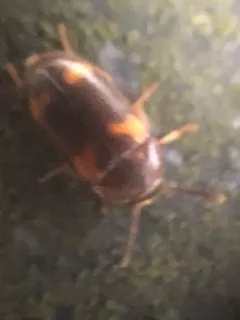 Mycetophagus californicus thumbnail 4