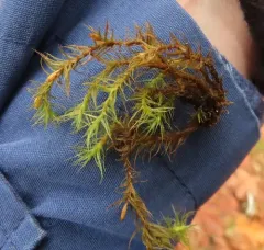 Pulvigera pringlei thumbnail 3