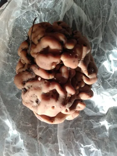 cubed fold truffle