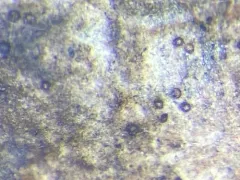 Licea parasitica thumbnail 2