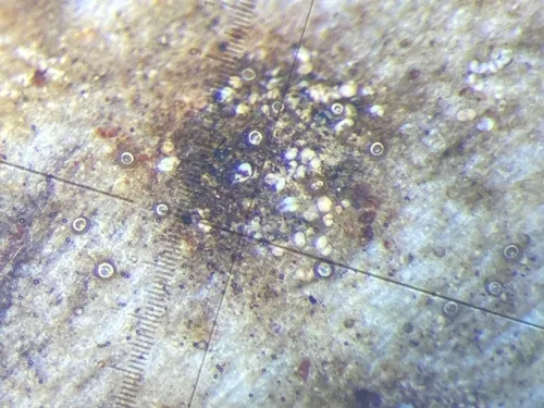 Licea kleistobolus