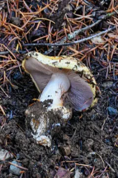 Calonarius metarius thumbnail 3